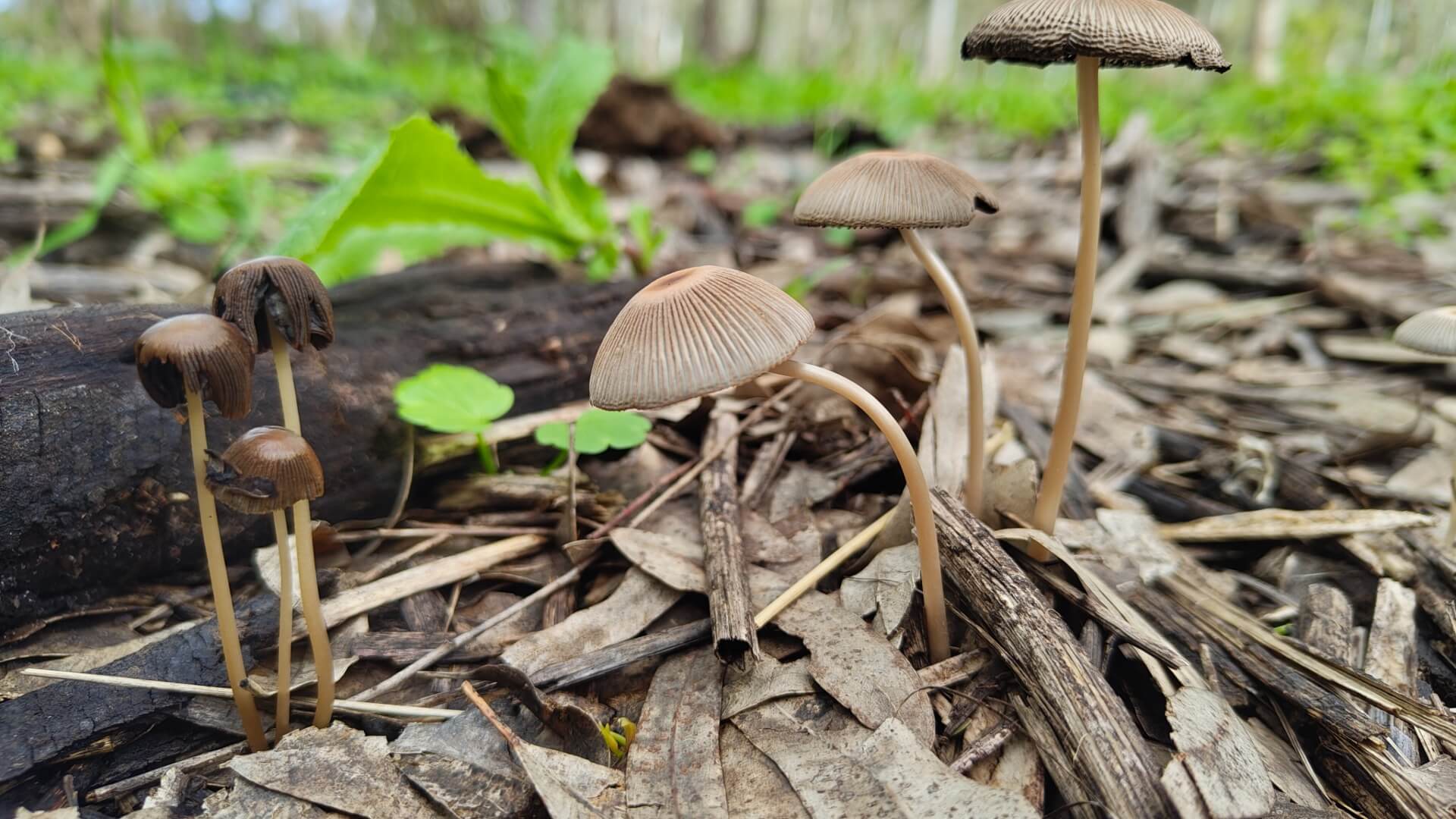 הדרך הטבעית לריפוי