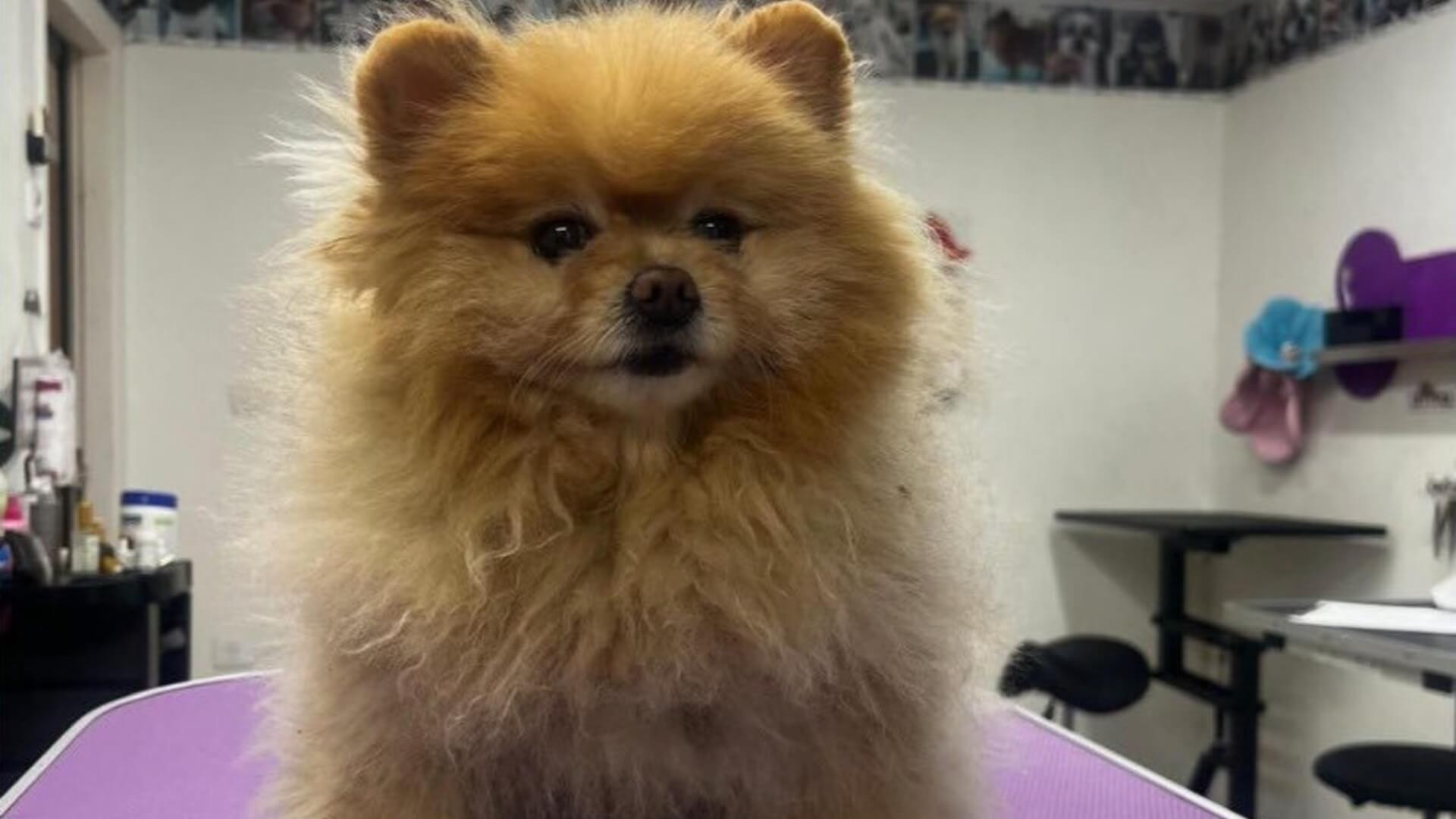 דּוגמן - מספרת לכלבים