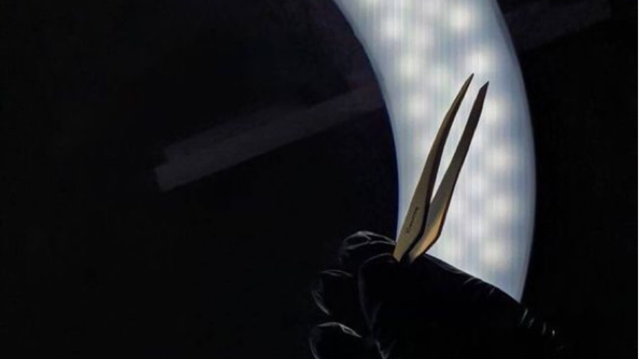 Mayan Biton eyebrows 