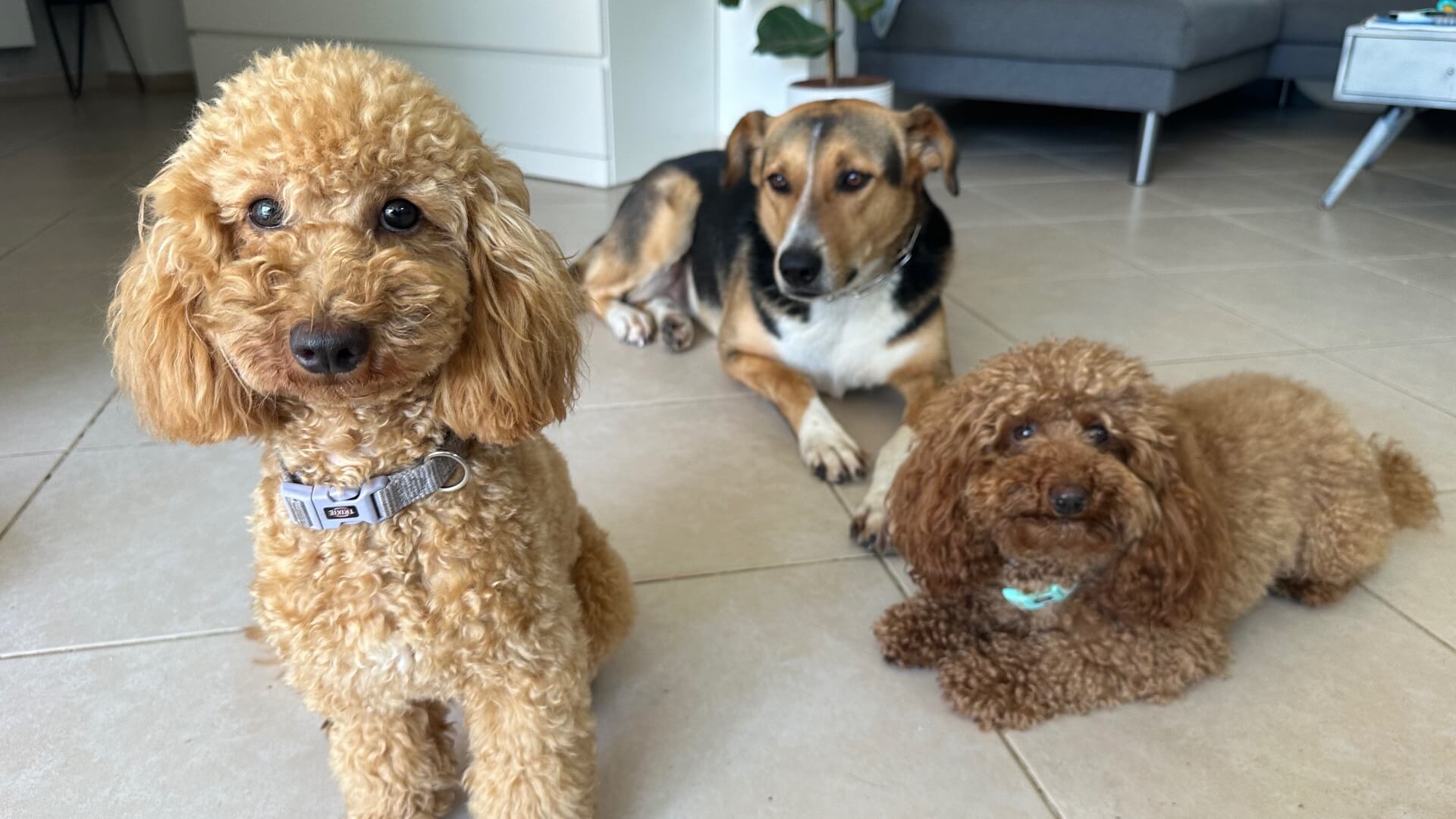 ניצן כלבנות טיפולית ומספרת כלבים