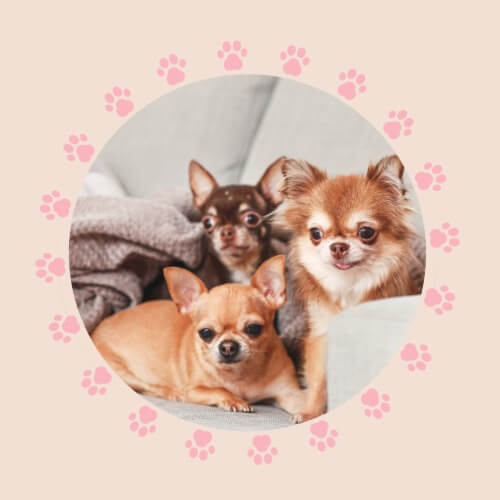 שירן מרדכי מספרה ופנסיון ביתי | lee