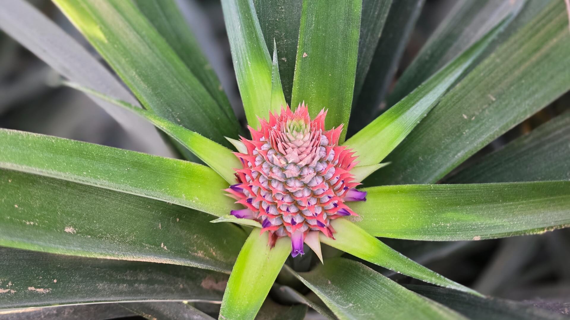 יוניק משתלת בוטיק