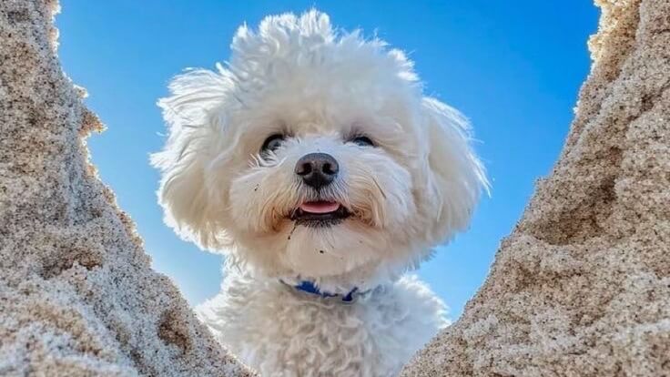 לולי דוג - פנסיון לכלבים