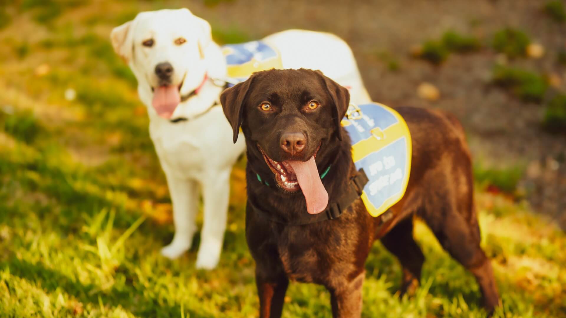 סימבה כלבי שירות
