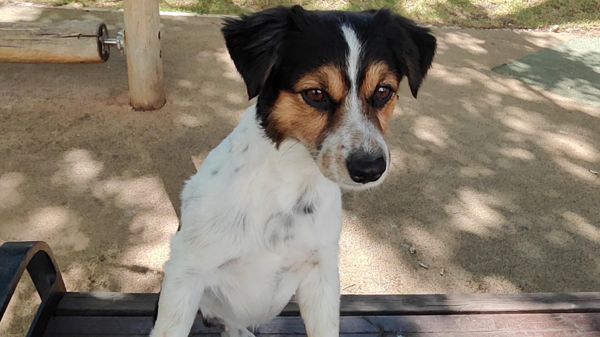 מספרת כלבים מיילו