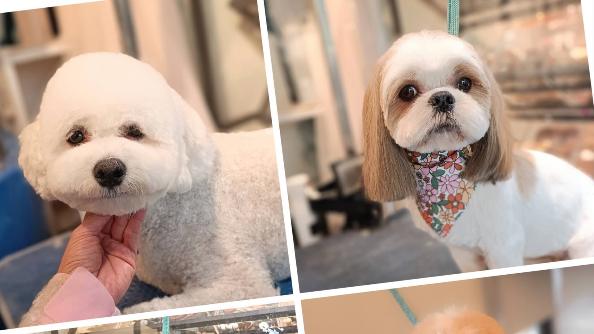 Lappa מספרה לחיות מחמד 