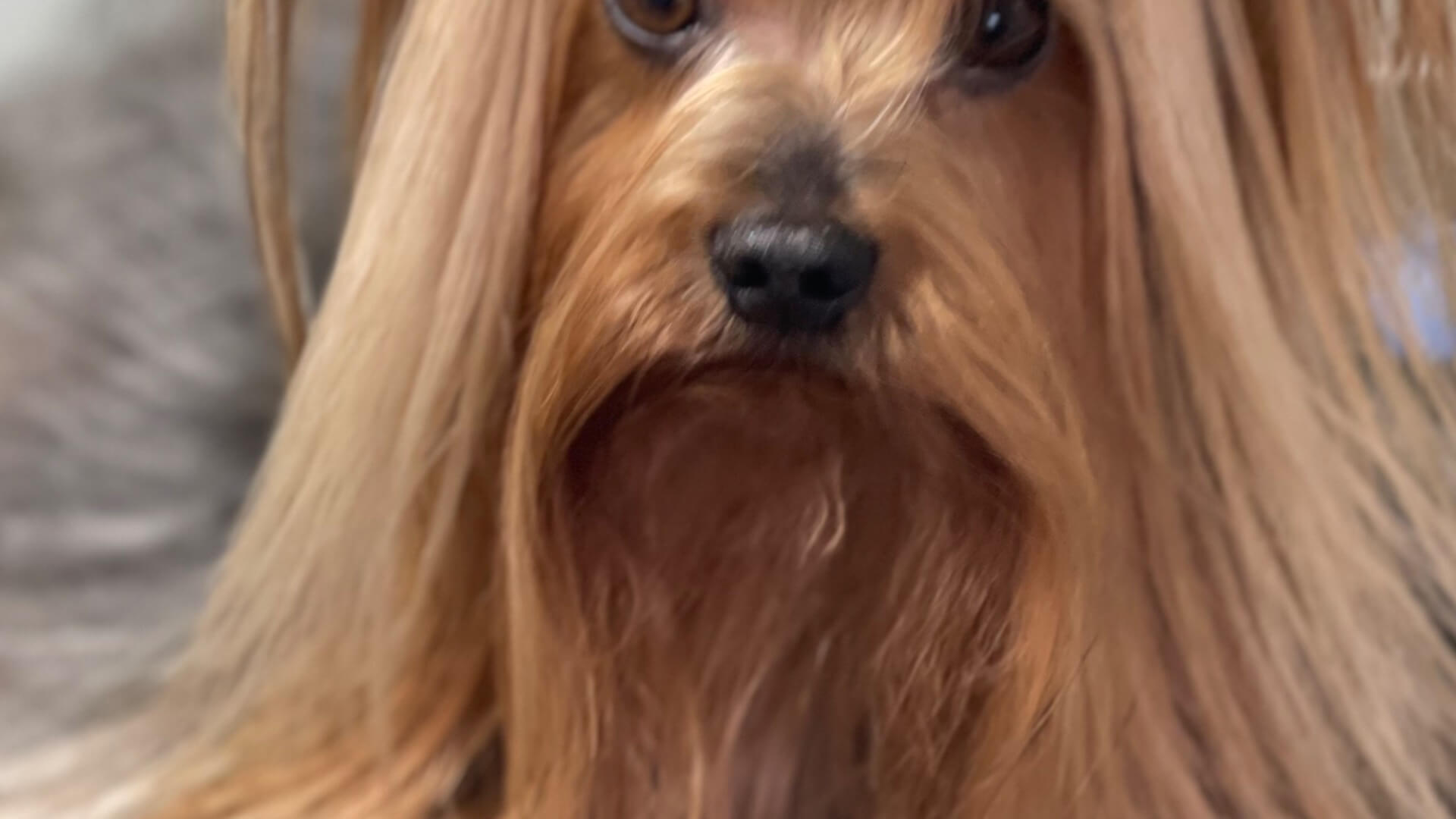 בועות מספרת כלבים 