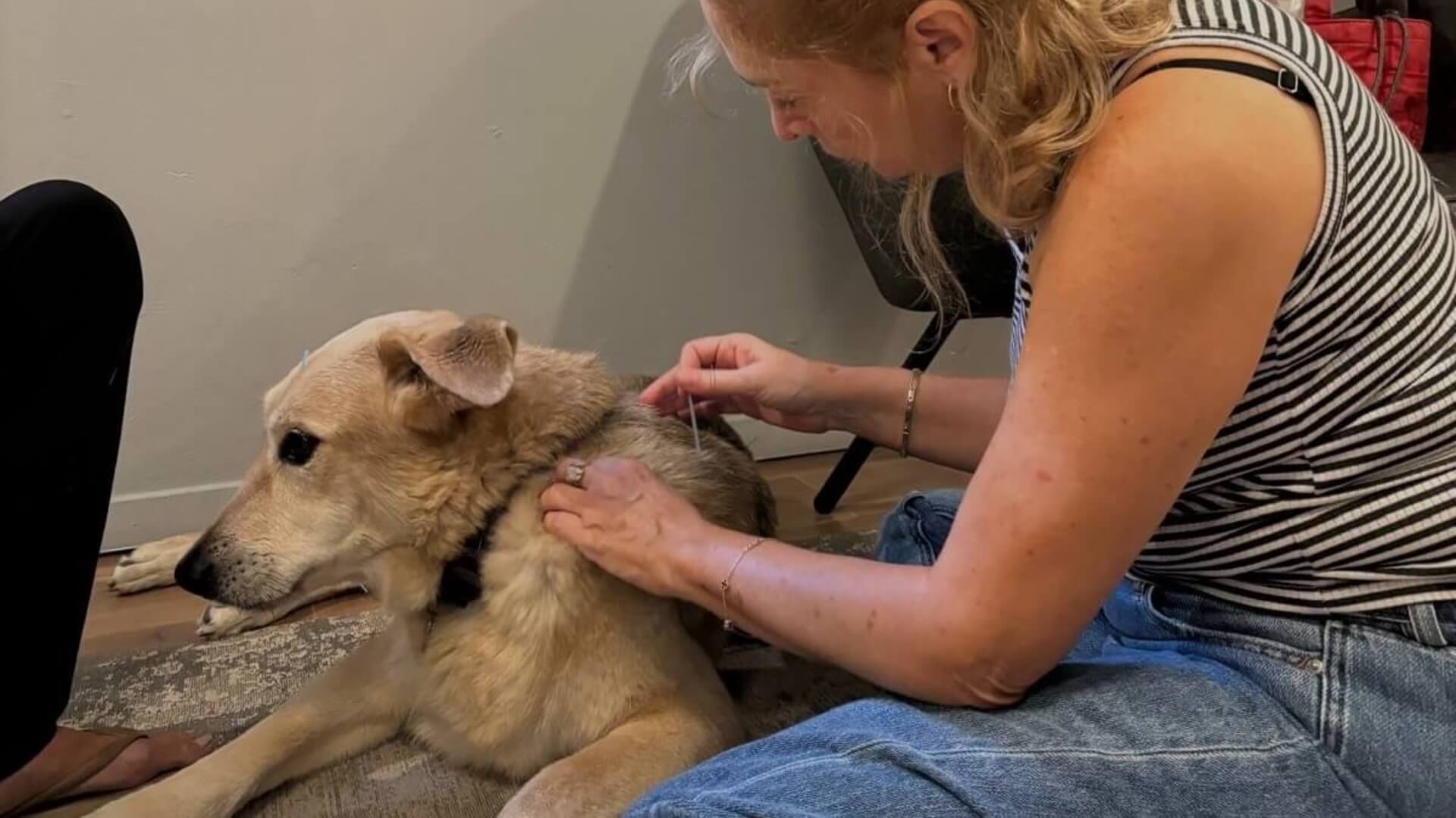  | מגיקור - רפואה משלימה לבעלי חיים